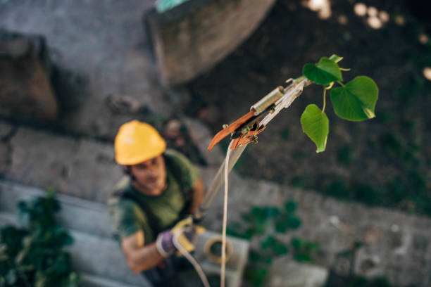 Trusted Cambridge, MN Tree Care  Experts