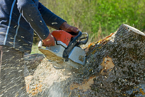 How Our Tree Care Process Works  in  Cambridge, MN